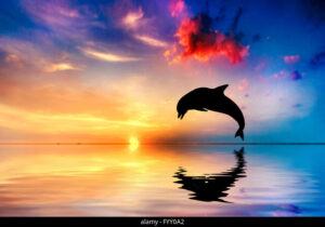 delphin 1