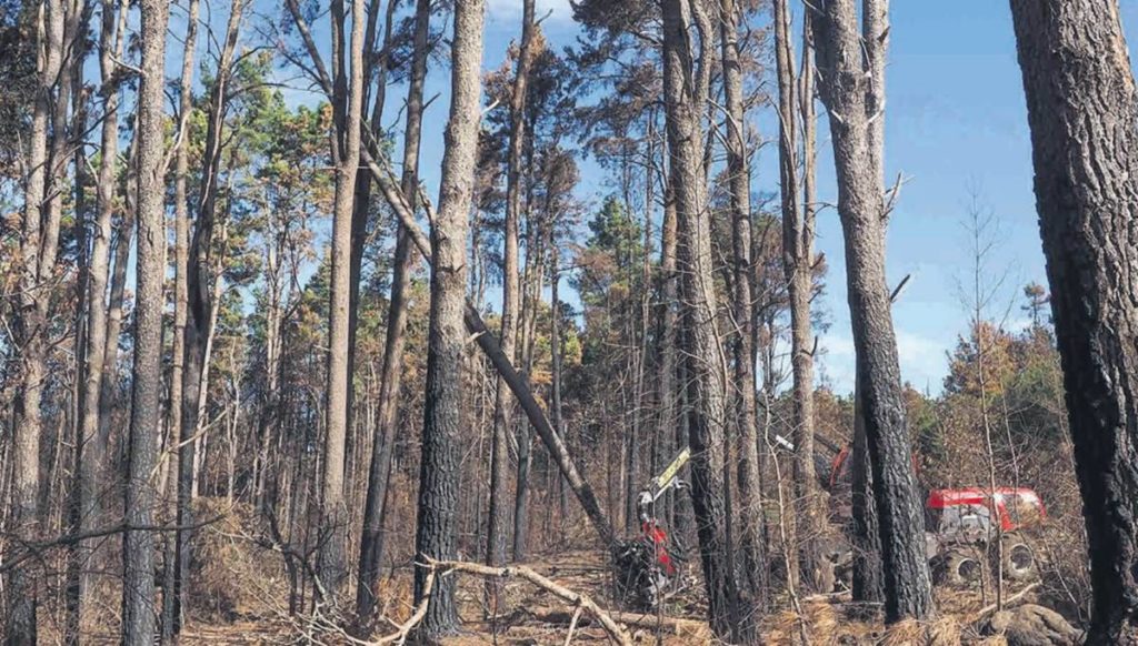 Waldbrand Vorwarnung